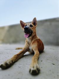 Close-up of a dog