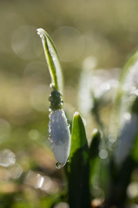 Close-up of water drops on plant