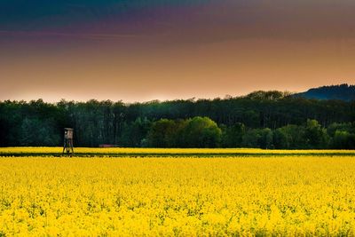 Rapeseed field