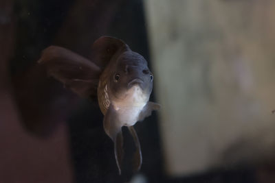 Fish swimming in sea