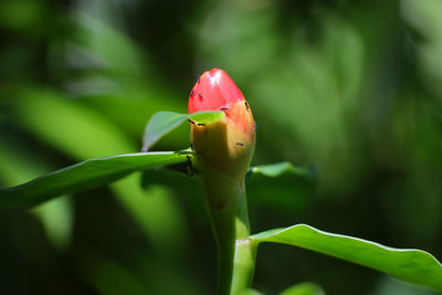 Close-up of flower bud growing outdoors