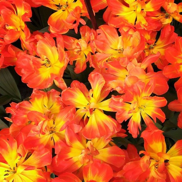 flower, petal, freshness, full frame, fragility, backgrounds, flower head, beauty in nature, yellow, growth, blooming, nature, close-up, red, abundance, orange color, high angle view, vibrant color, blossom, no people