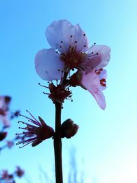 Low angle view of flowers blooming against blue sky