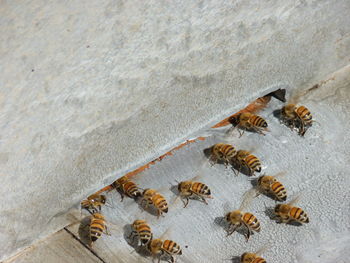 Bees feed on pollen and nectar, and use beeswax to build long-lived colony nests