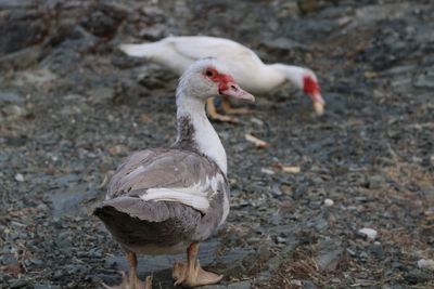 Close-up of duck