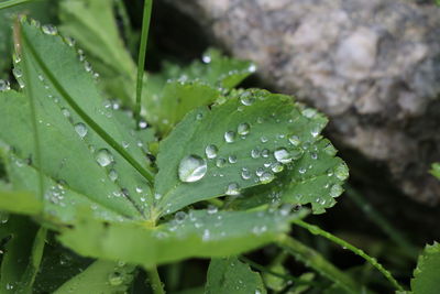 Close-up of wet plant during rainy season