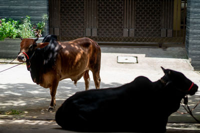 Cow standing in a horse