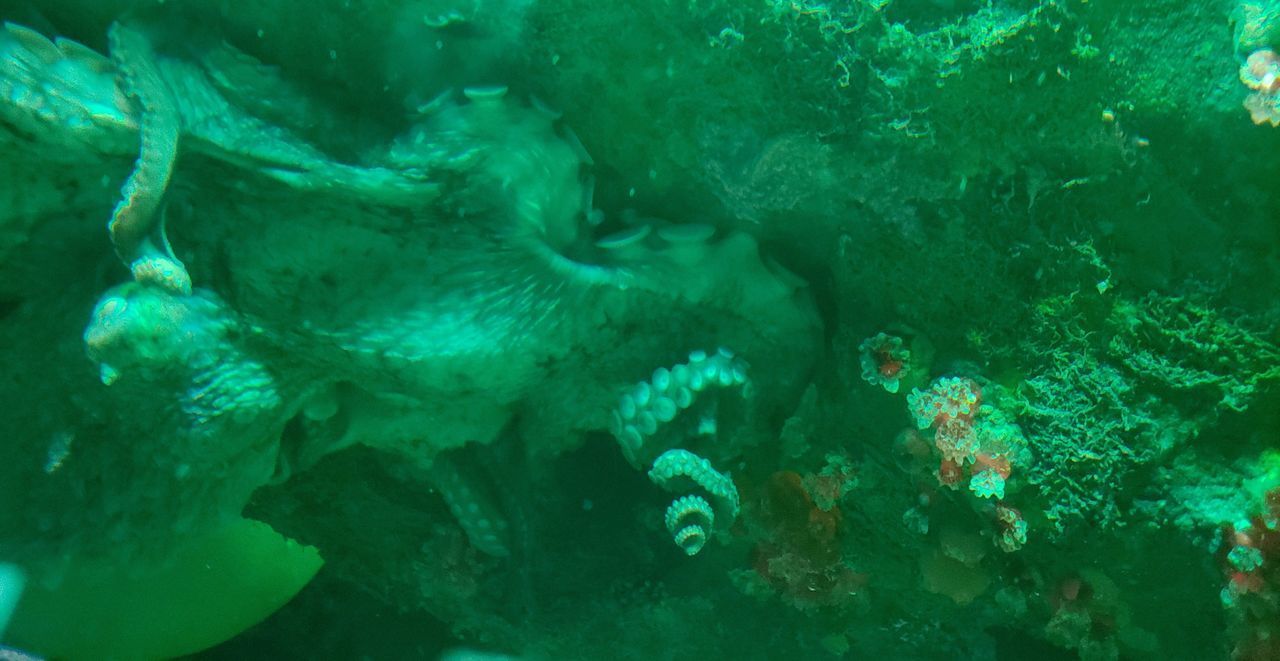 UNDERWATER VIEW OF FISH