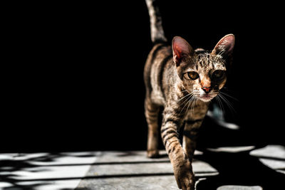 Portrait of tabby cat walking on floor in darkroom