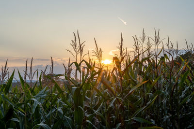 Crops growing on field against sky during sunset