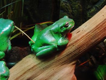 Close-up of frog on wood