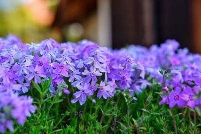 Close-up of purple flowers