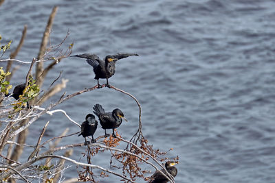 Bird perching on a lake