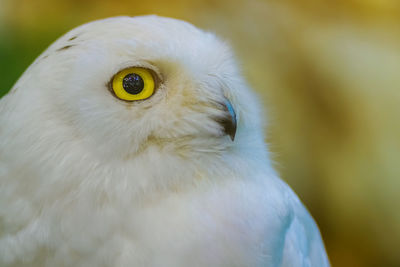 Close-up portrait of white owl