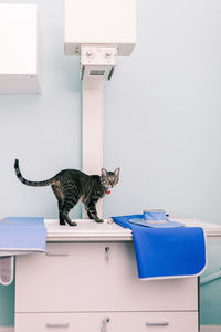 Low angle view of cat on table against white wall