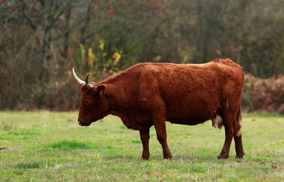 Side view of horse on field