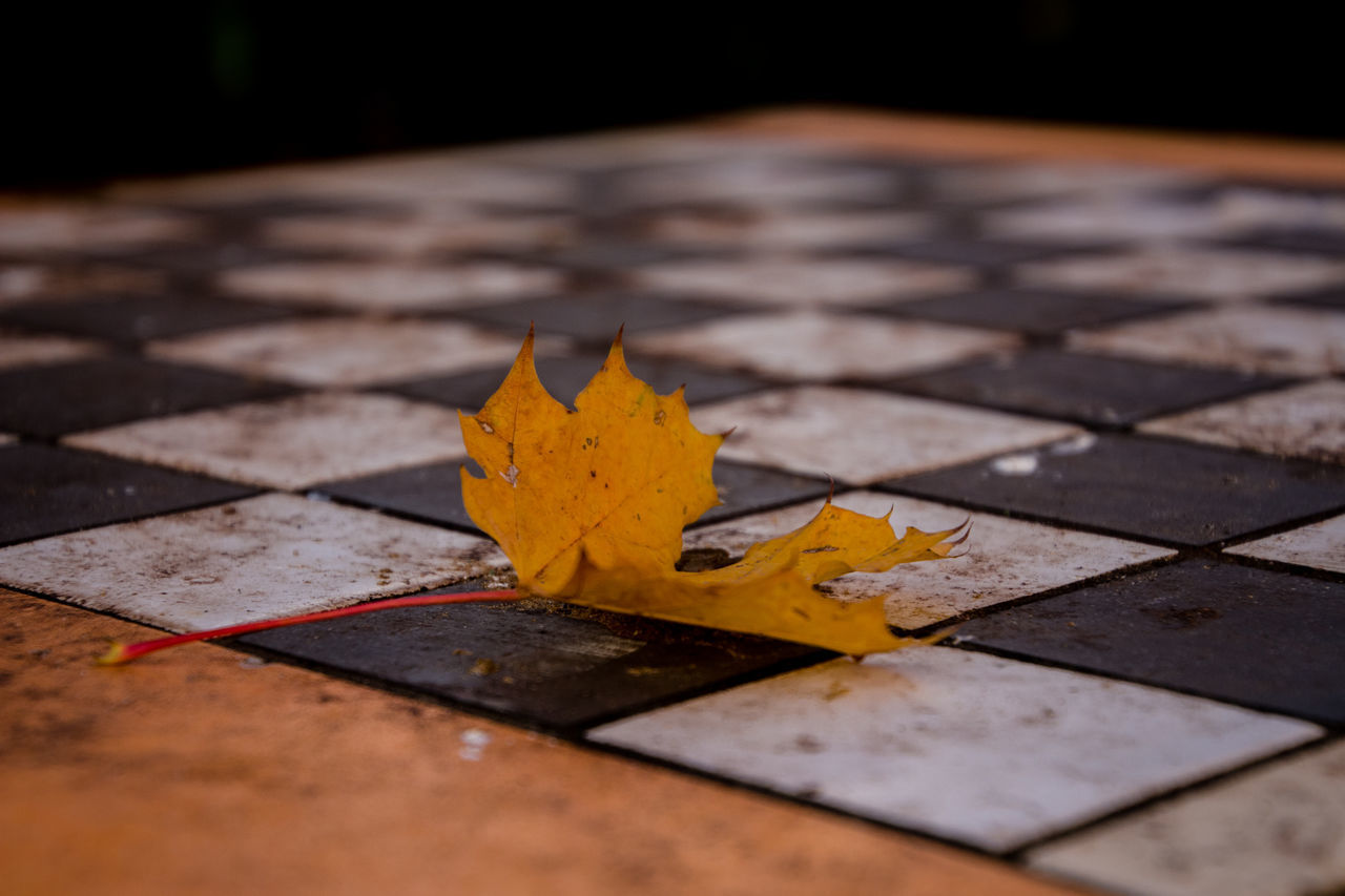 CLOSE-UP OF YELLOW LEAVES ON WOODEN TABLE