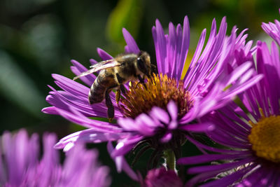 Close-up of bee pollinating on pink flower