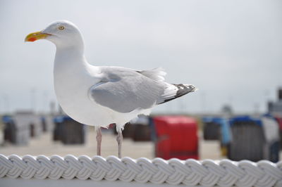 Close-up of seagull perching