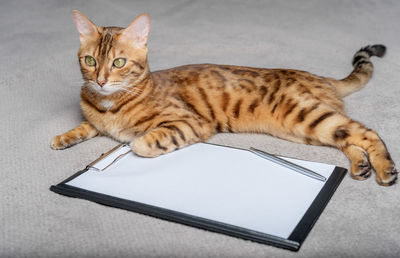 A domestic cat lies next to an empty clipboard. copy space.