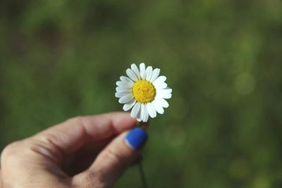 Cropped image of woman holding daisy