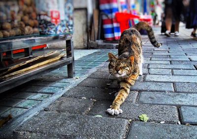 Cat sitting on footpath