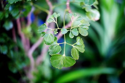 Close-up of purple flowering plant