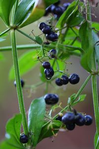 Close-up of berries growing on plant