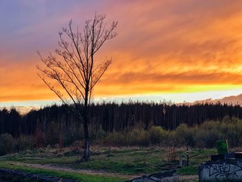 Bare tree on field against orange sky