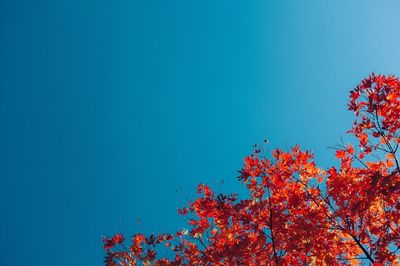 Low angle view of tree in autumn against clear blue sky