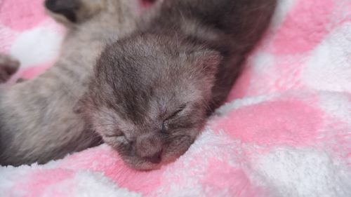 Close-up of cat lying on bed