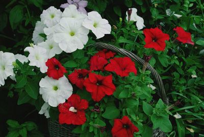 Close-up of red flowers