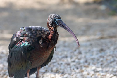 Close-up of bird perching on land