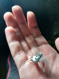 High angle view of human hand holding leaf