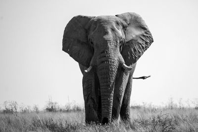 Portrait of elephant standing on grassy field against clear sky