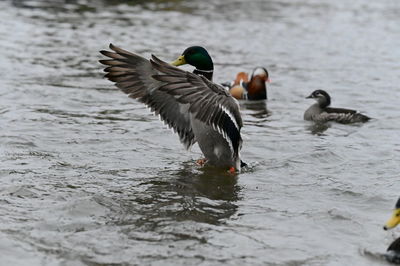 Duck swimming in lake