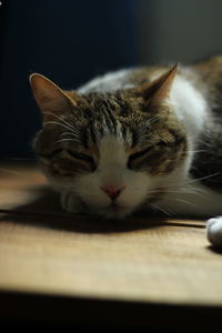 Close-up of cat with eyes closed