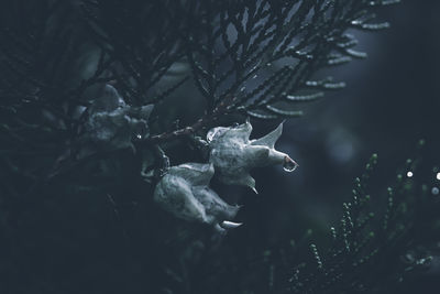 Thuja arborvitae cones with rain drops