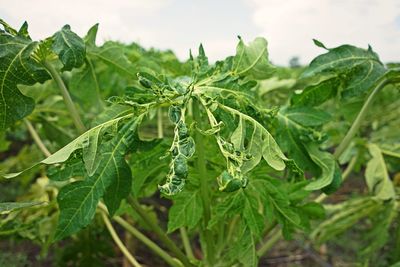 Close-up of fresh green leaves