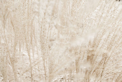 Full frame shot of plants