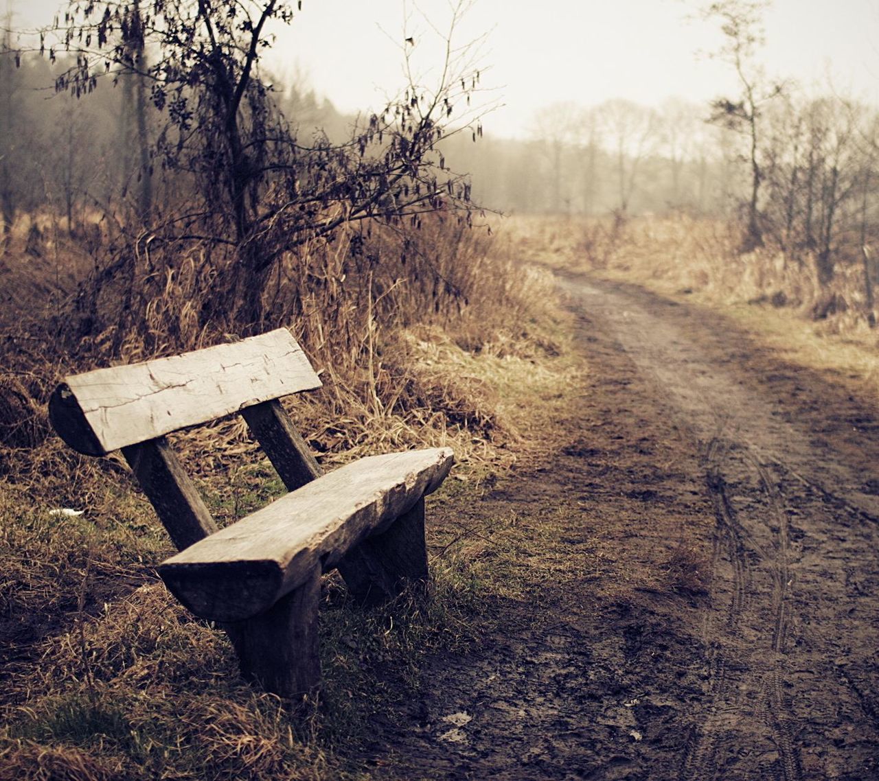 tree, tranquility, empty, tranquil scene, the way forward, absence, landscape, nature, bench, wood - material, bare tree, field, non-urban scene, grass, scenics, forest, no people, day, outdoors, beauty in nature