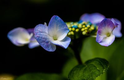 Close-up of flowers blooming outdoors