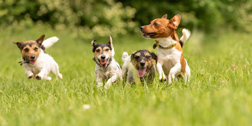 Dogs running on grassy field