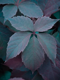 Close-up of leaves