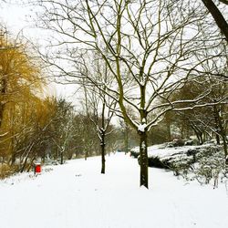 Bare trees on snow covered landscape