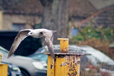 Seagull flying by yellow metallic bollard