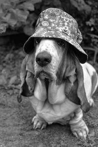 Close-up of dog wearing hat 
