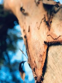 Low angle view of tree trunk