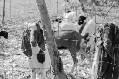 Two goats stood behind a metal net between the eucalyptus trees