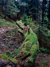 Fallen tree in forest